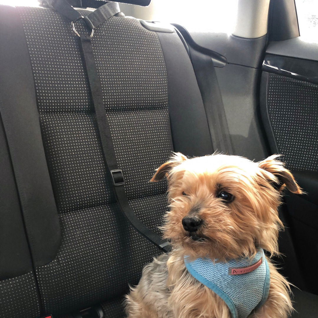 dog seat belt uk saferleads